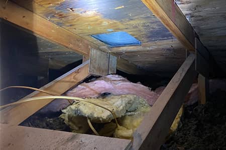 Mold growing on an attic roof