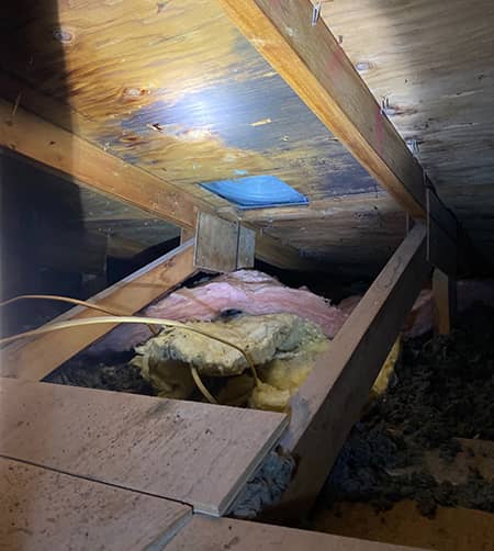 Mold growing on an attic roof